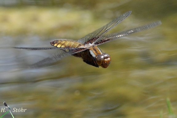 Plattbauch (Libellula depressa)